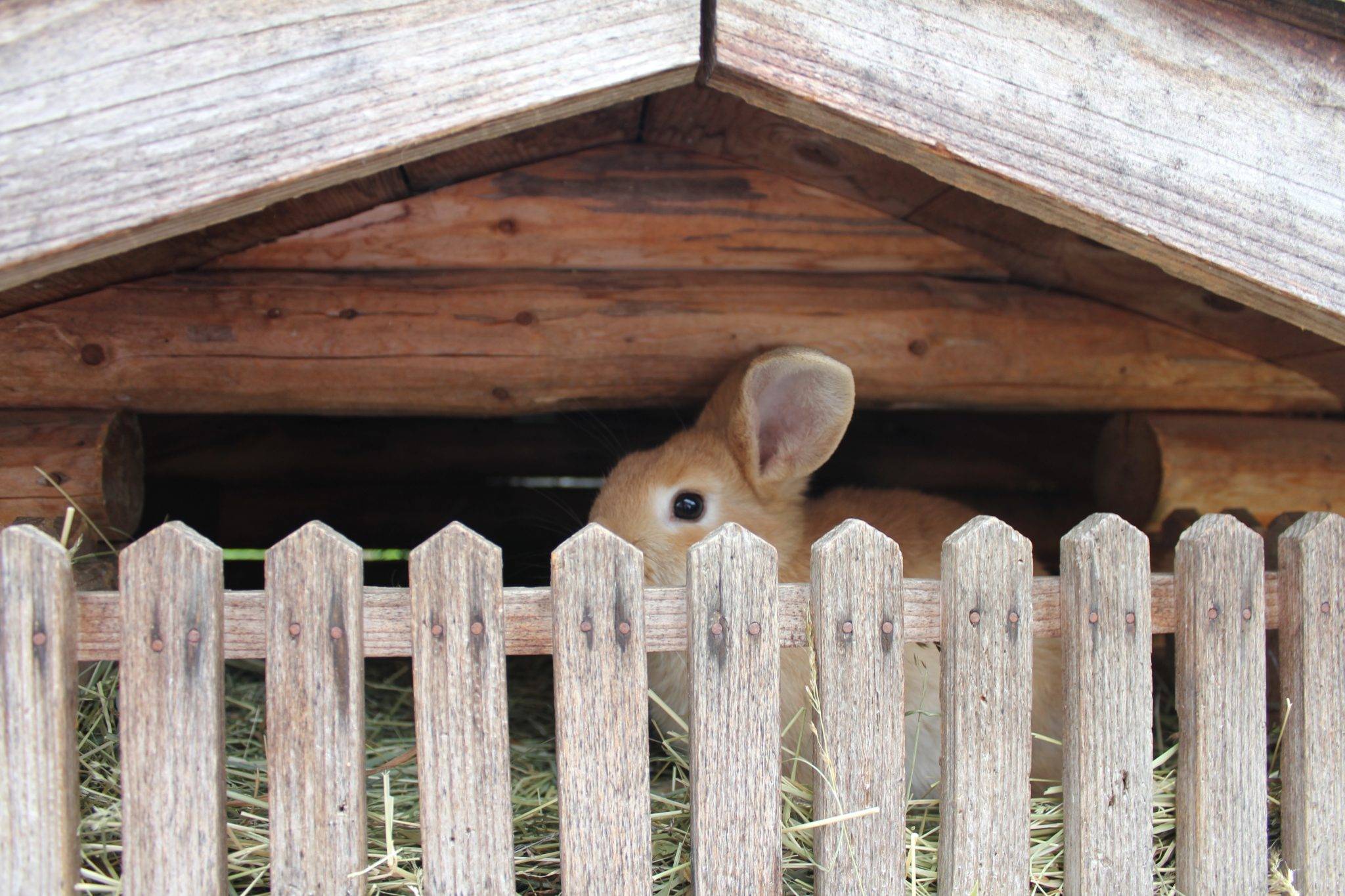 Unsere Häschen warten darauf, gestreichelt zu werden