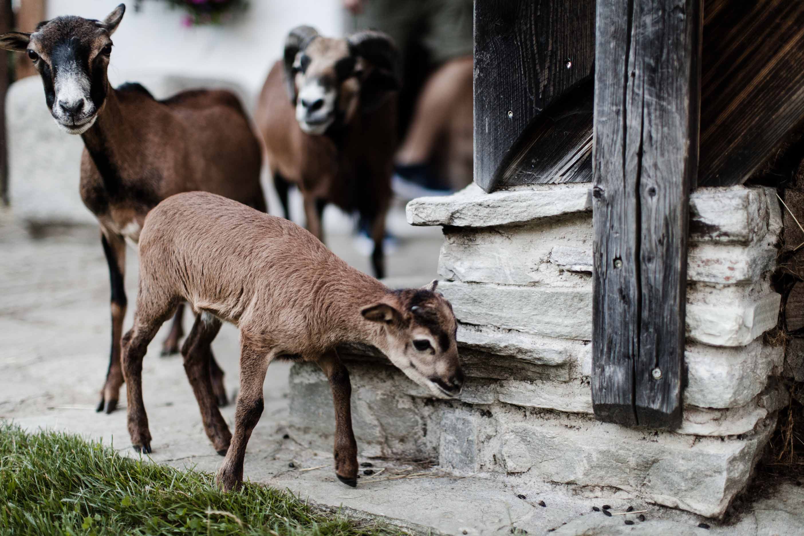 Unsere neugierigen Kamerunschafe